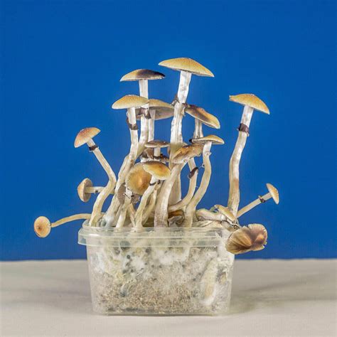Unlock the healing properties of magic mushrooms with eBay's grow kits.